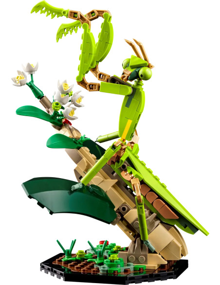 Insect Collection - Ideas 21342